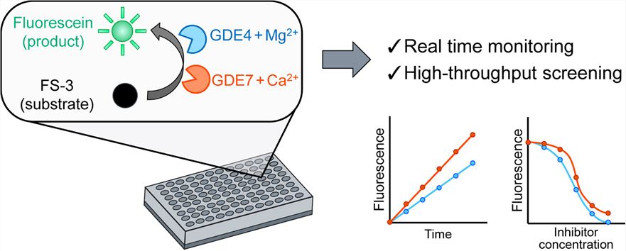 Development of a selective fluorescence-based enzyme assay for glycerophosphodiesterase family members GDE4 and GDE7.