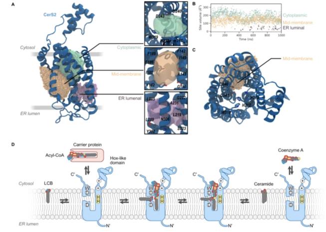 Computational design and molecular dynamics simulations suggest the mode of substrate binding in ceramide synthases (Iris D. Zelnik, et al., 2023)