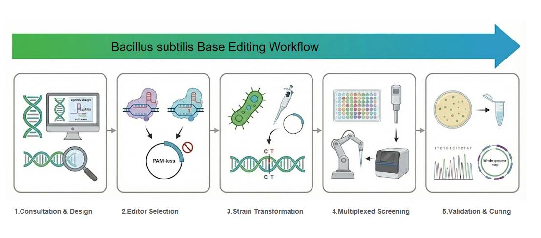 Bacillus subtilis precision base editing integrated workflow