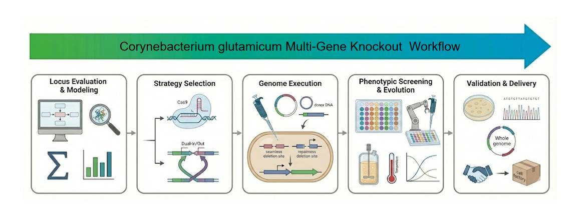 C. glutamicum multiplex genome engineering and metabolic tuning workflow