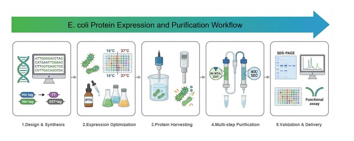 E. coli protein expression and purification workflow