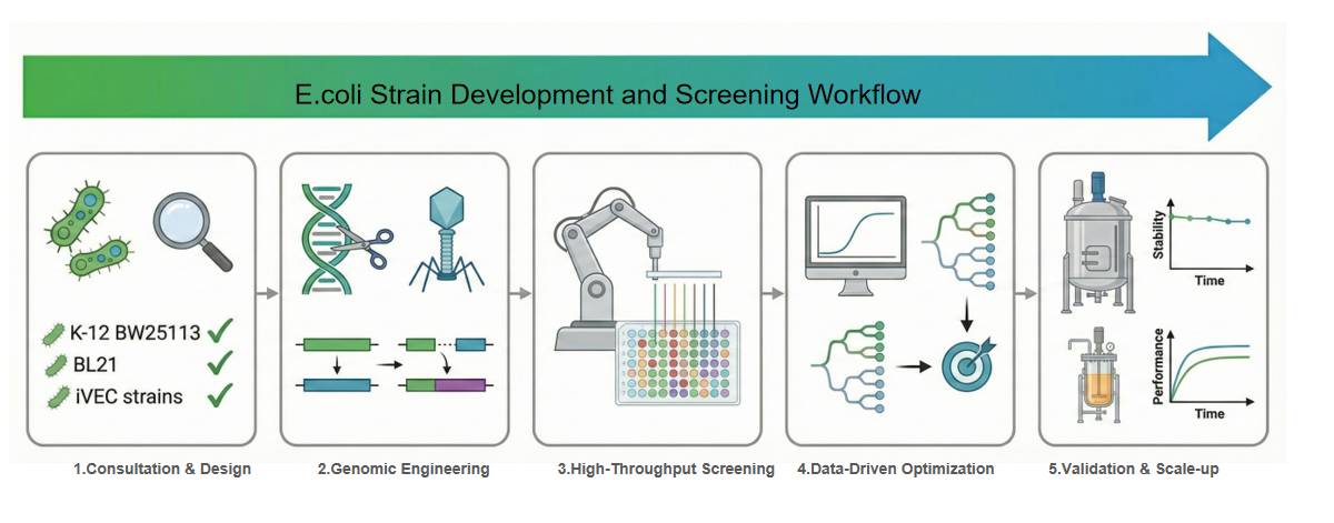 E. coli strain development and screening workflow