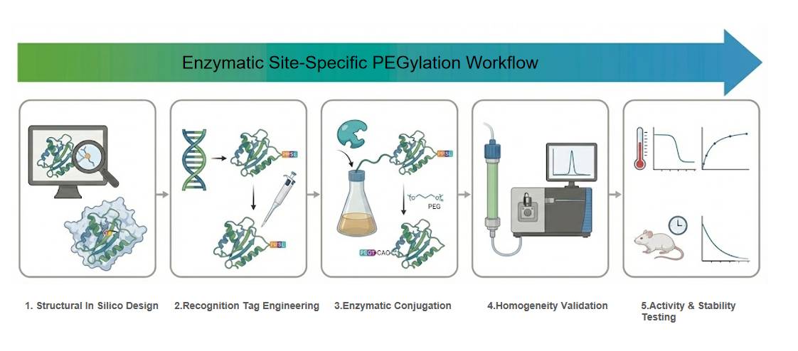 Enzymatic site-specific PEGylation and glyco-tagging workflow