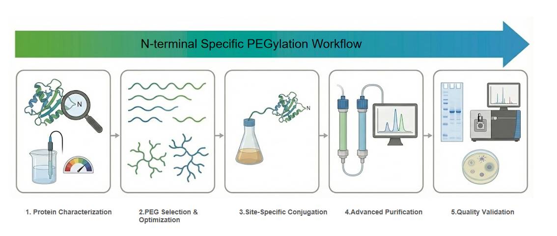 N-terminal specific PEGylation and protein purification workflow