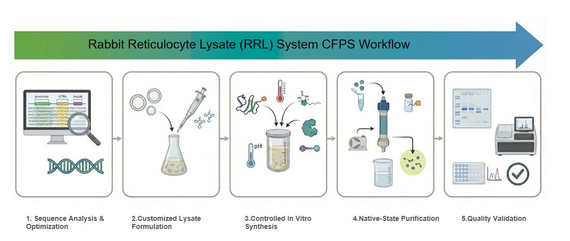 Rabbit Reticulocyte Lysate (RRL) system CFPS process workflow