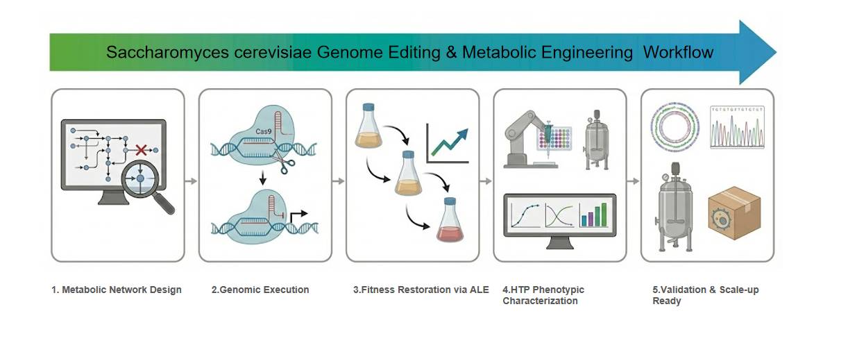 Saccharomyces cerevisiae genome editing and metabolic rewiring workflow