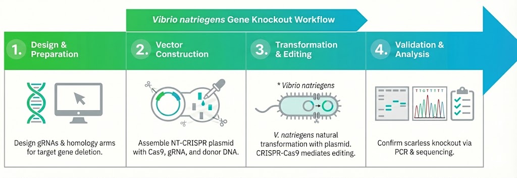 Vibrio natriegens gene knockout service workflow